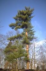 white pine tree.jpg